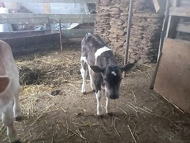 Собаки: Продаю | Музоо, торпок | На откорм | Искусственник — 10