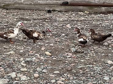 Товары и оборудование для с/х животных: Муларды (мускусные утки), стадо смешанной окраски: белые и пегие — 4