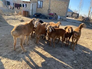 для животных: Продаю | Ягненок | Арашан | Для разведения | Ярка — 8
