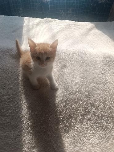 Рыжебелый котёнок с белой грудкой и лапками. Компактный, активный и