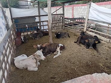 коровы симентал: Продаю | Бык (самец) | На откорм — 2