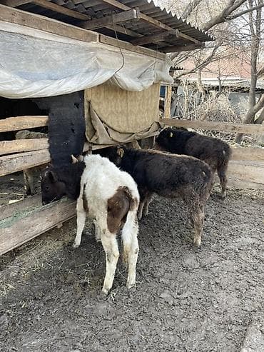 ангус бука: Продаю | Музоо, торпок | Полукровка | Для разведения — 4