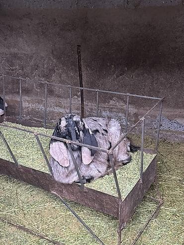 козел: Продаю | Козлёнок | Нубийская | Для разведения | Племенные — 4