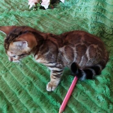 леопардовая кошка цена: Бенгальские котята !!! домашние. мини леопардики. Друзья у нас — 6