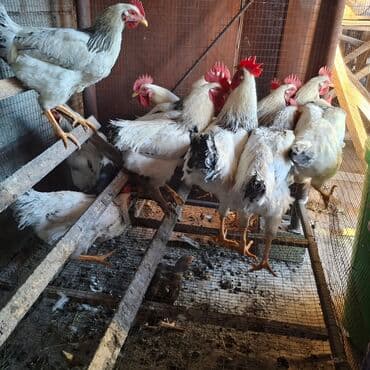 клеточное оборудование для кур несушек: Сатам | Короздор | Көбөйтүү үчүн — 1