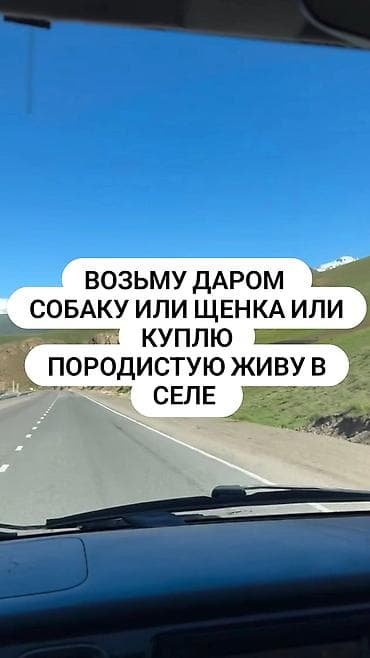 Собака даром: 5 месяцев, Самка, С прививкой, С родословной
