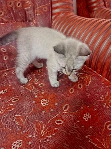 Кошки: 1 месяц, Девочка, Приучена к лотку — 5