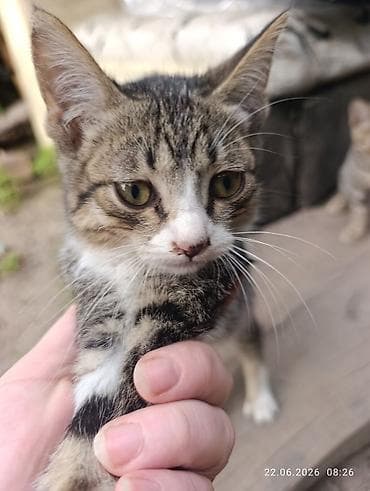 Животные: Котята, домашние Описание: Отдам в добрые любящие руки. - На выбор — 7