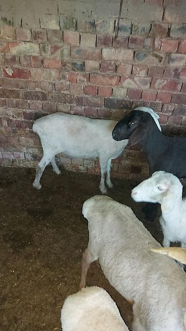 Башка жаныбарлар: Сатам | Кочкор (эркек) | Союуга | Бычылган — 5