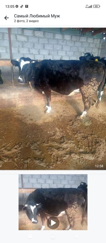 Продаю | Корова (самка) | Для молока | Привязанные