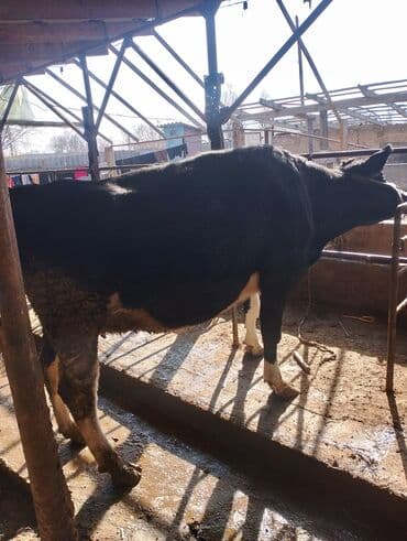 кролик декоративный: Продаю | Корова (самка) | Голштин | Для разведения — 3