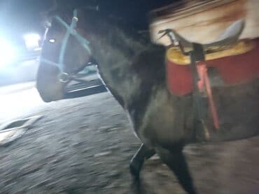 куда можно отдать собаку в бишкеке: Продаю | Конь (самец) | Полукровка | Конный спорт — 2