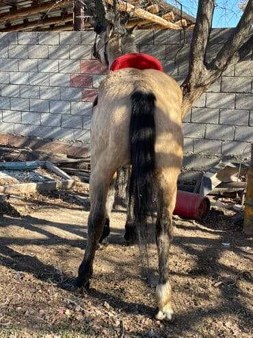 борщ кой: Продаю | Конь (самец) | Рабочий — 3