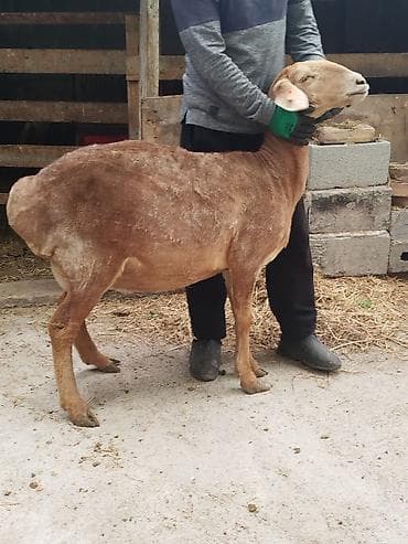 балык кумара: Продаю | Овца (самка) | Полукровка | Для разведения | Племенные — 6
