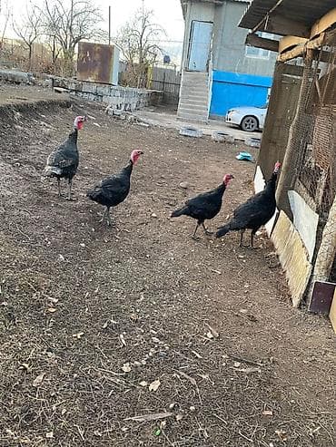 коты вязка: Продаю | Индюшка (самка) | Черный принц | Для разведения — 2