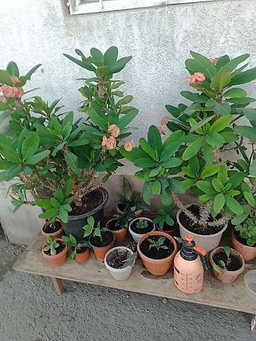 Эуфорбия миля (Euphorbia milii), комнатное декоративное растение с