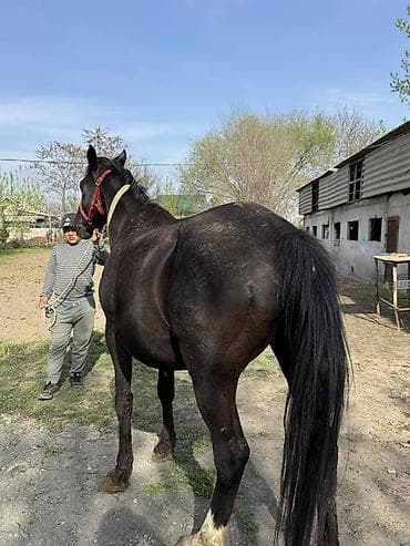 chi su: Продаю | Кобыла (самка) | Полукровка, Дончак | Рабочий — 5