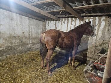 Собаки: Продаю | Жеребенок | Конный спорт — 1