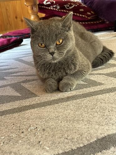 коша: Г. Ош Чистокровный Британская короткошерстная кошка, окрас плотный — 2