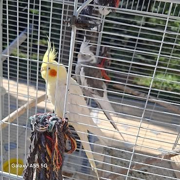 сибирская кошка: 🦜 Попугаи корелла в продаже Продаются 2 кореллы: ✔ Одному — 2 года ✔ — 1