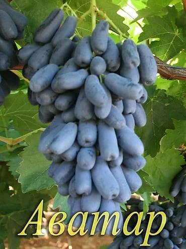 Ондурулгон жузум чобугу, Озбекстан Аватар сорту, жузумдору чон at lalafo.kg Ондурулгон жузум чобугу, Озбекстан Аватар сорту, жузумдору чон