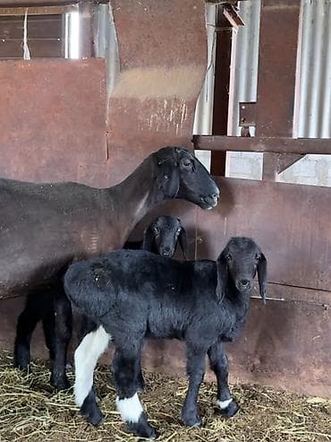 хара: Сатам | Ургаачы кой (ургаачы) | Көбөйтүү үчүн | Ургаачы — 1