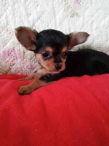 собаки пидбуль: Йоркширский терьер, 1 месяц, Самец, С родословной — 1