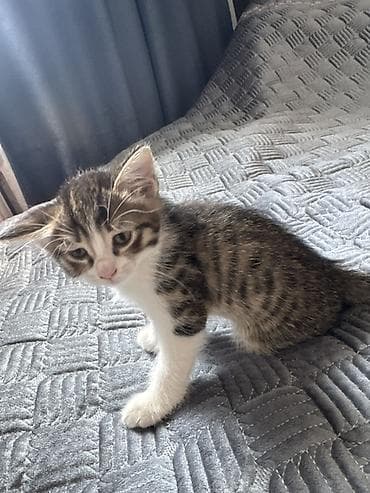 Котята полосатые (табби) - Возраст на фото: 2месяца - Окрас