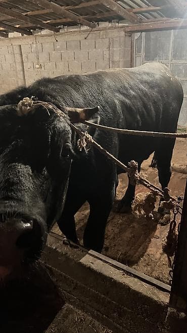 корым: Продаю | Бык (самец) — 2