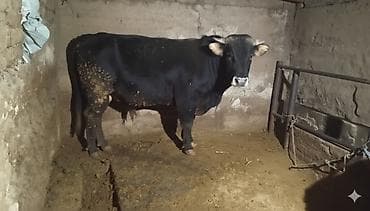 Продаю | Бык (самец) | Для разведения | Осеменитель at lalafo.kg Продаю | Бык (самец) | Для разведения | Осеменитель