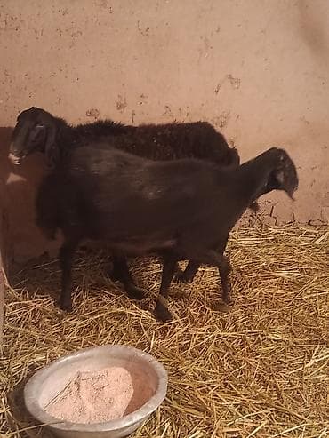 Куры, петухи: Продаю | Овца (самка) | Для разведения — 2