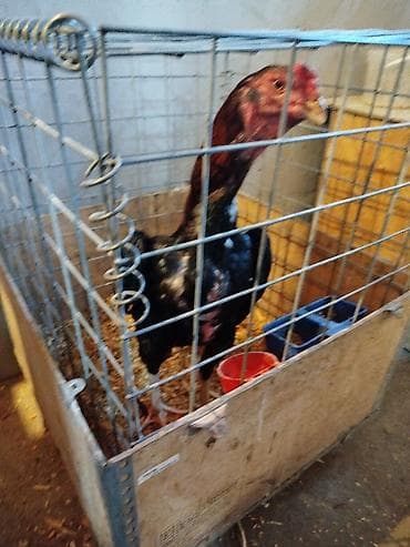 где купить кошку в бишкеке: Дакан Короздор сатылат 4 штук бар активный алмашу жолдору бар адрес — 2