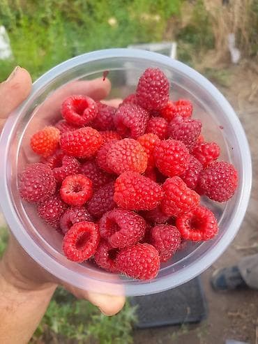 Продукты питания: Малина Оптом, В розницу, Самовывоз, Бесплатная доставка, Платная доставка — 3