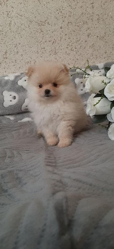 купить собаку бишкек: Шпиц, 1 месяц, Самец — 4