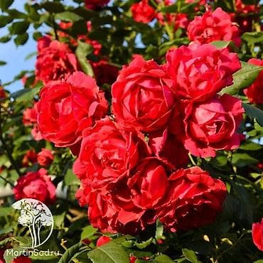 плетистые розы: Саженцы — 2