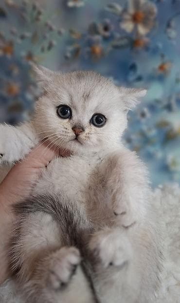 Продажа кошек: Скотиш Страйт (Шотландская прямоухая), 2 месяца, Девочка, Серебристая шиншилла, Приучена к лотку, Проглистована — 8