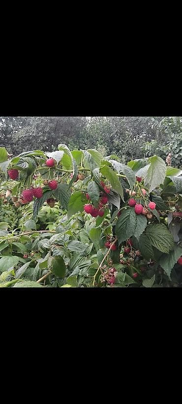 Малина