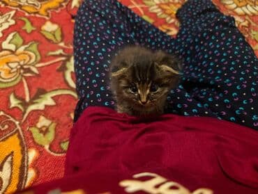 мышык: Котята домашние, порода шотландская одна прямоухая вторя — 1