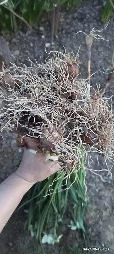 фиалки цена: Самовывоз — 2