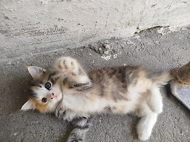 манчкин котята купить: Кошка даром: Беспородная, Девочка, С прививками — 2