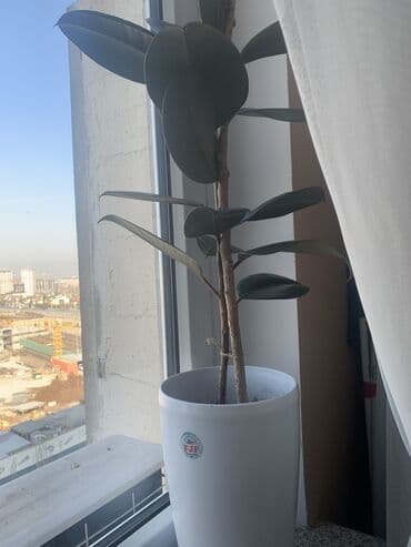 семена маями: Дерево монстера 160 см,цена 3000 сом — 3