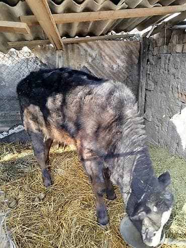 тез арада: Сатам | Уй (ургаачы) | Сүт алуу үчүн | Байланган — 7