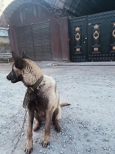 алабай собаки: Порода: бельгийская овчарка (малинуа) Описание: - Энергичная — 2