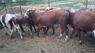 кой сойу: Продаю | Бык (самец) | На откорм — 2