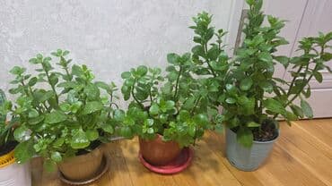 арча саженцы: Декабрист (Schlumbergera) — комнатный кактус с плоскими членистыми — 4