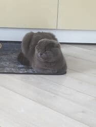 купить щенка дратхаара: Скотиш Фолд (Шотландская вислоухая), 2 года, Девочка, Серебристая шиншилла, Приучена к лотку, Проглистована, С прививками — 1