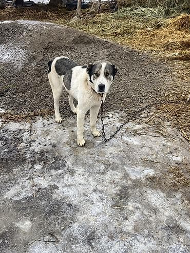 далматинец купить: Алабай, 1 год, Самец — 1