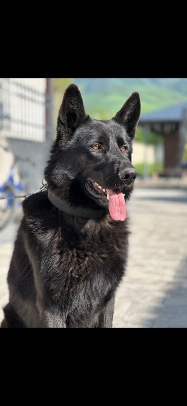 чихуахуа мини цена: Немецкая овчарка, 2 месяца, Самец, С прививкой, С родословной — 1