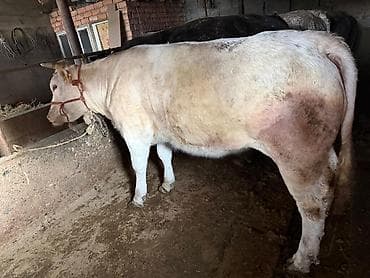кой козусу: Продаю | Бык (самец) | На откорм | Привязанные — 5