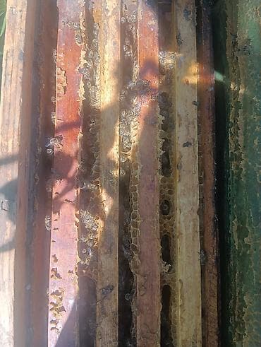 сейф жалалабад: Пчёль аары семия продаю 4рамочный — 2